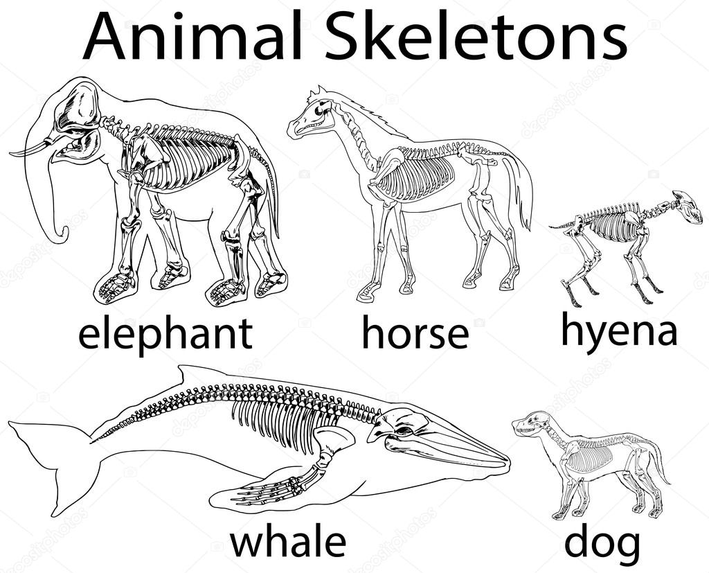 Skeleton of different animals Skeletons of different wild animal