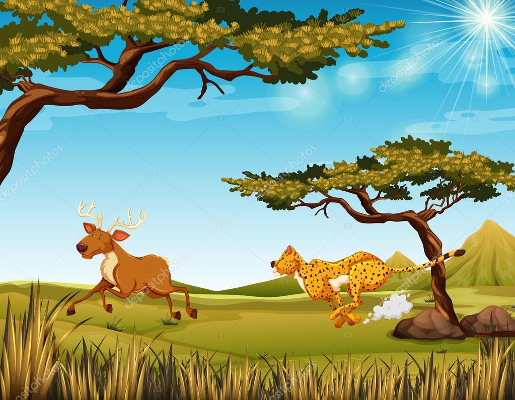 Tiger chasing a deer in the field Stock Vector Image by ©blueringmedia #96407908 Tiger chasing a deer in the field Stock Vector Image by ©blueringmedia #96407908