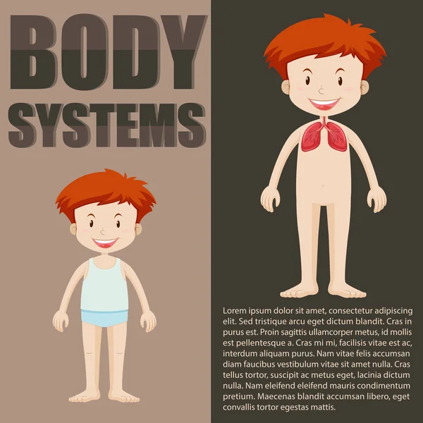 Infografis sistem tubuh dan anak laki-laki - Stok Vektor