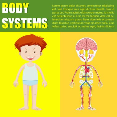 Infographic vücut sistemi çocuğun