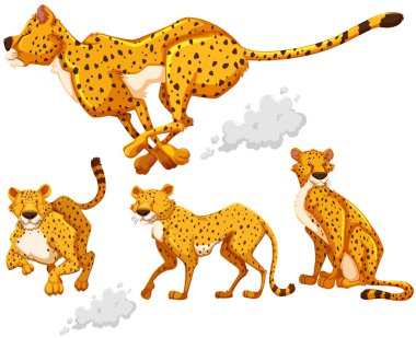 Cheetah dört farklı eylemleri