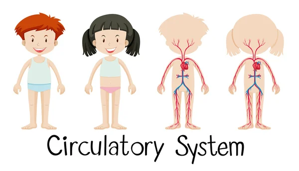 Menino e menina com diagrama do sistema circulatório —  Vetores de Stock