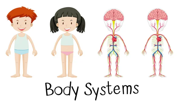 Body systems of boy and girl — Stock Vector