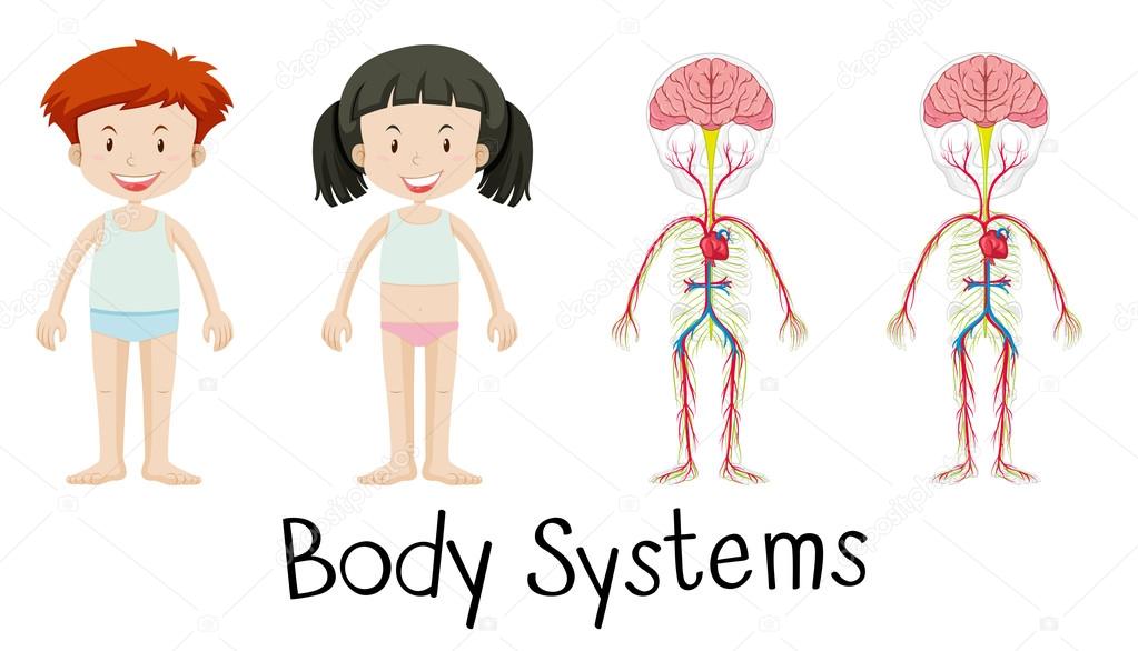 Body systems of boy and girl