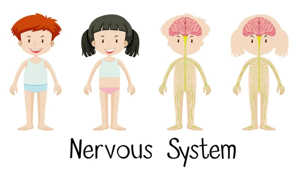 Nervous system of boy and girl — Stock Vector