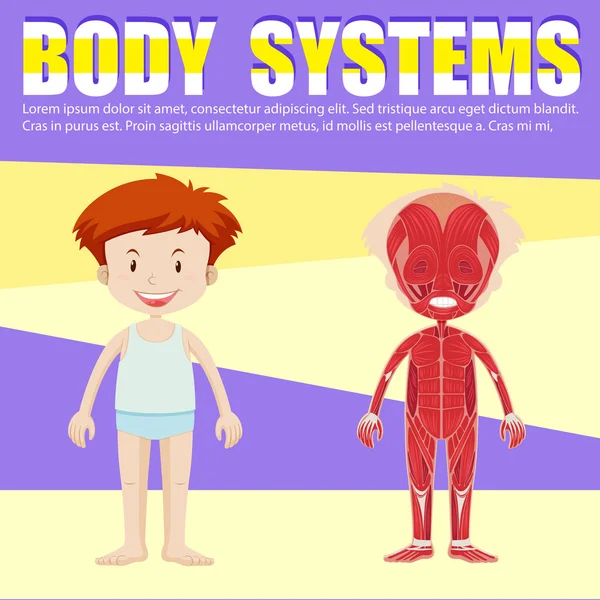 Infografis diagram anak laki-laki dan tubuh - Stok Vektor