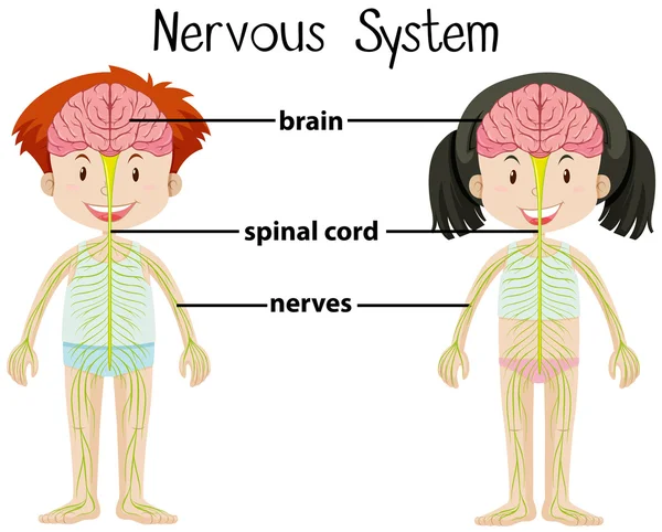 Nervensystem von Jungen und Mädchen — Stockvektor
