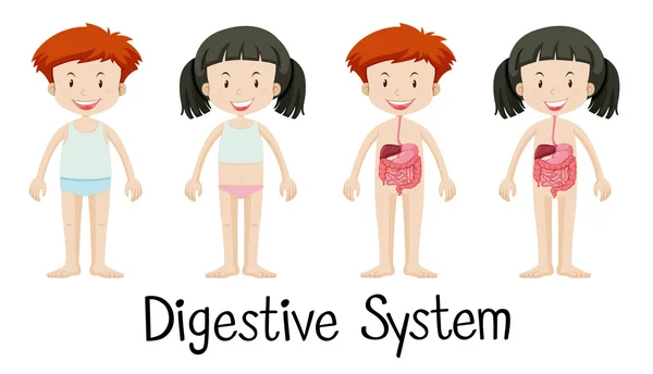 Niño y niña con sistema digestivo — Archivo Imágenes Vectoriales