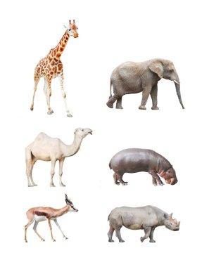 Büyük Afrika memelileri.