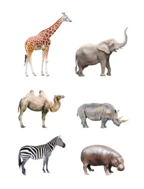 Zürafa, fil, deve, Gergedan, hipopotam ve zebra
