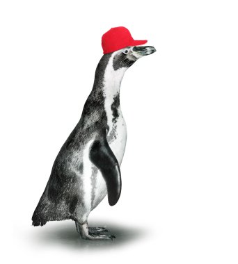 Funny penguin with baseballcap. clipart