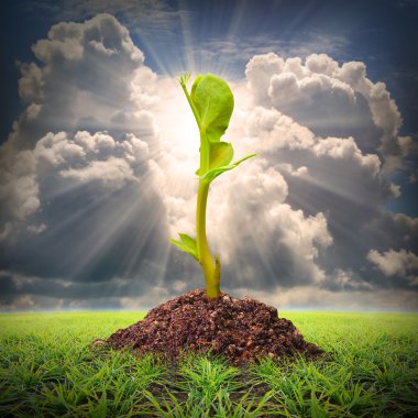 Seedlings growth view clipart