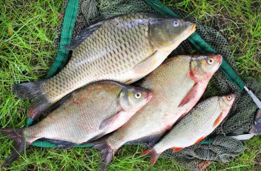 Balık yakalamak. Ortak sazan