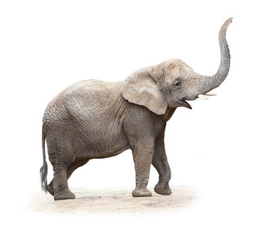 Afrika Fili (Loxodonta africana)