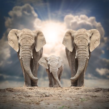 Afrika fili (Loxodonta africana) aile