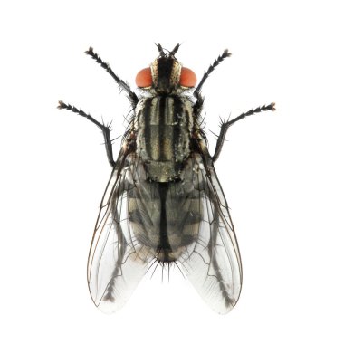 Ev Sineği ( Musca domestica )
