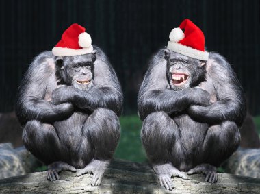 İki şempanze Noel partisi üzerinde eğlenmek