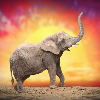 Genç fili (Loxodonta Africana) 