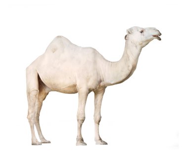 The Arabian camel or The Dromedary clipart