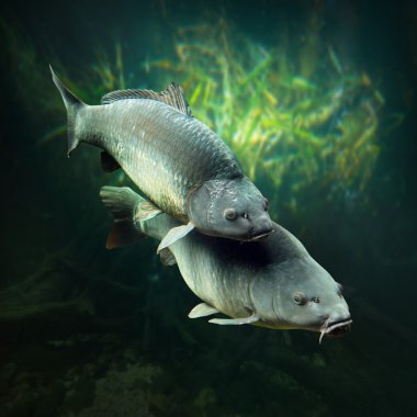 Underwater photo of a spawning Carps clipart