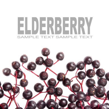 Yaşlı veya mürver