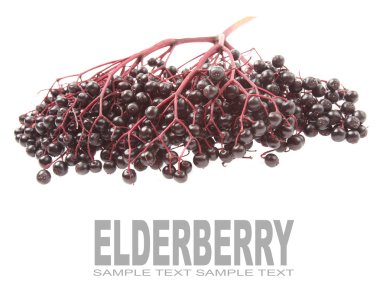 Yaşlı veya mürver