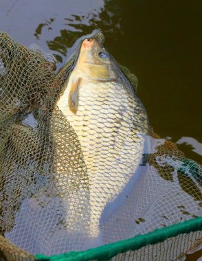 Catch, ortak sazan Balık tutma