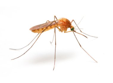 Anopheles mosquito close up clipart