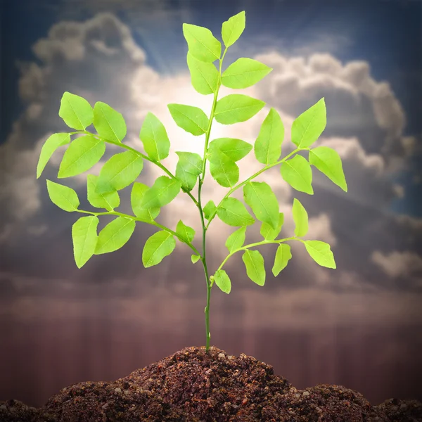 Jeune semis d'arbre poussant dans un sol . — Photo