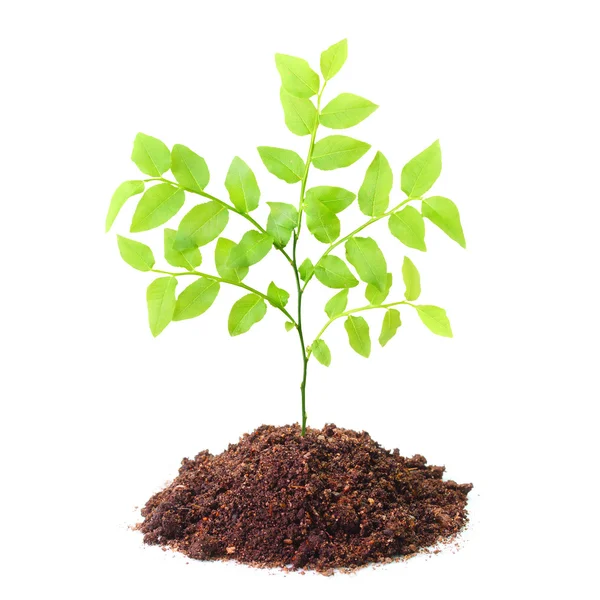 Bir toprakta büyüyen ağaç