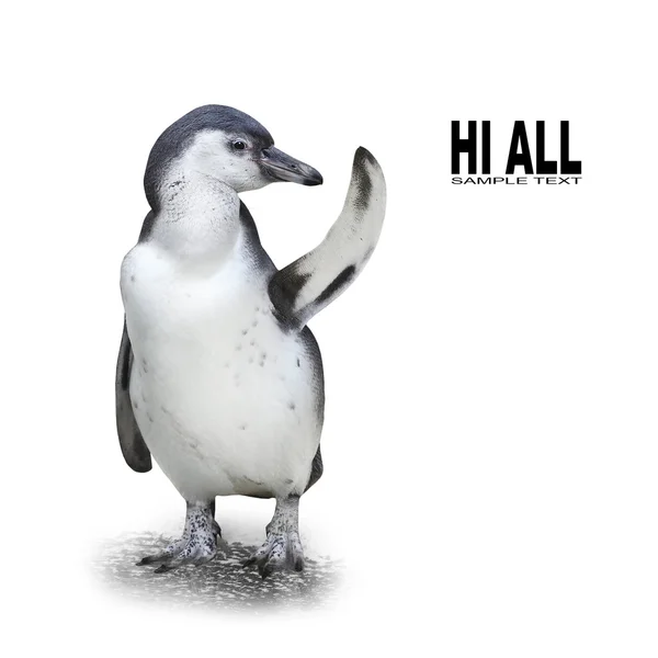 Pingouin drôle montrant l'espace pour votre texte — Photo