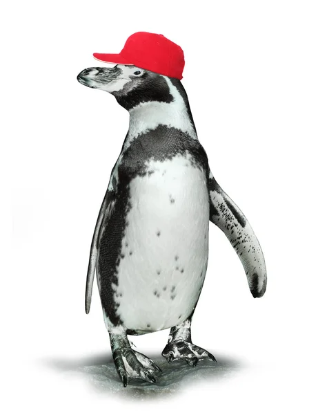 Pinguino divertente con berretto baseballcap . — Foto Stock