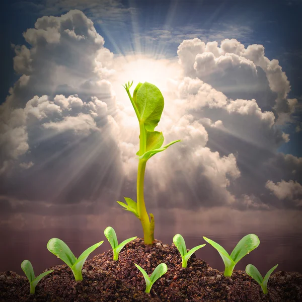 Seedlings growth view — Stock Photo, Image