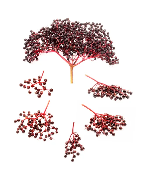 The Elder or Elderberry — Stock Photo, Image