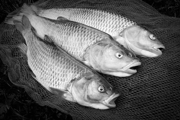 Black and white photography of catching fishes.