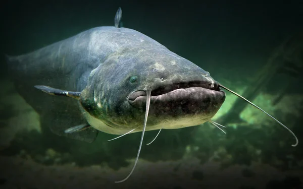 Underwater photo of The Catfish — Stock Photo, Image