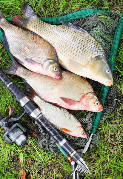 Atrapando peces. La carpa común — Foto de Stock