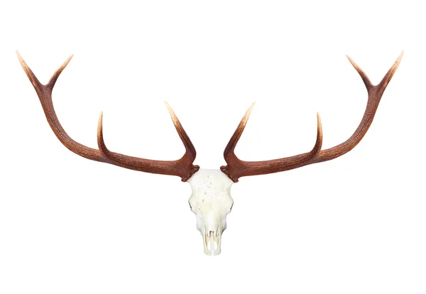 Skull with antlers view — Stock Photo, Image