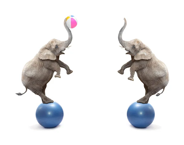 Two funny elephants playing with ball. — Stock Photo, Image