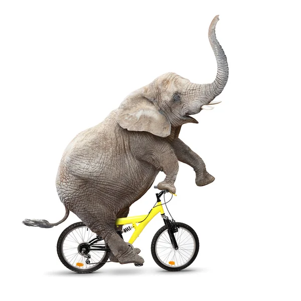 Elefante africano montando uma bicicleta . — Fotografia de Stock