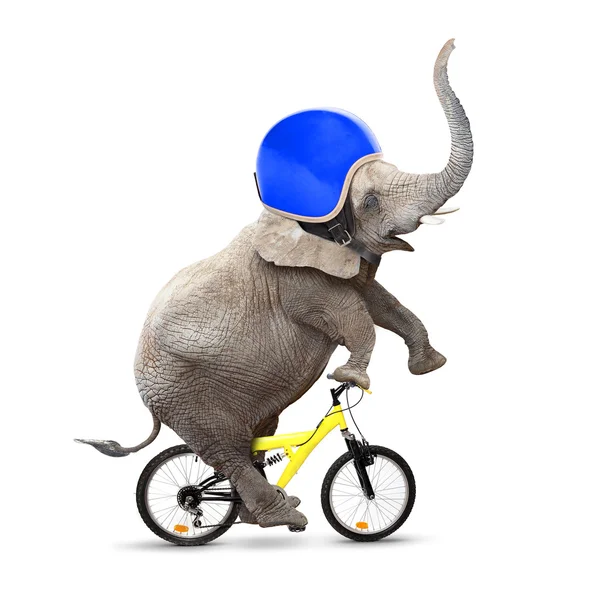 Elephant with protective helmet riding a bike — Stock Photo, Image