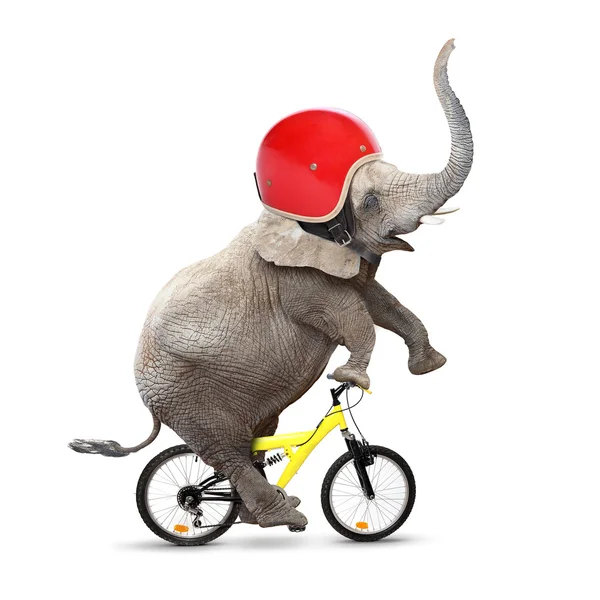 Elephant with protective helmet riding a bike — Stock Photo, Image