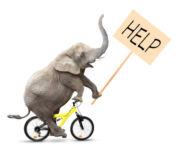 Éléphant d'Afrique sur un vélo tenant signe de protestation — Photo