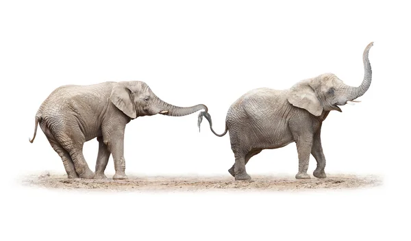 二頭の象が楽しい時を過す. — ストック写真