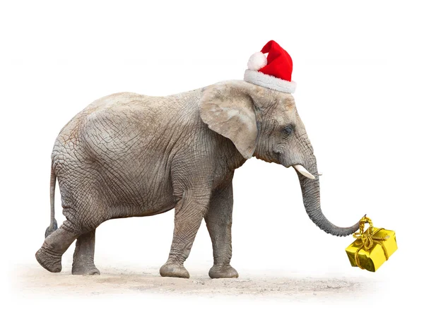 Elefante africano com chapéu de Papai Noel — Fotografia de Stock