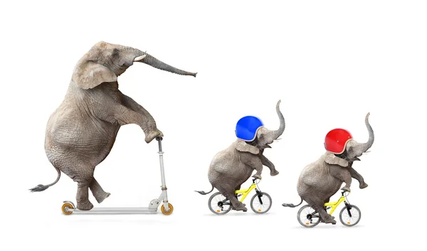 Funny elephant's family bicycling. — Stock Photo, Image