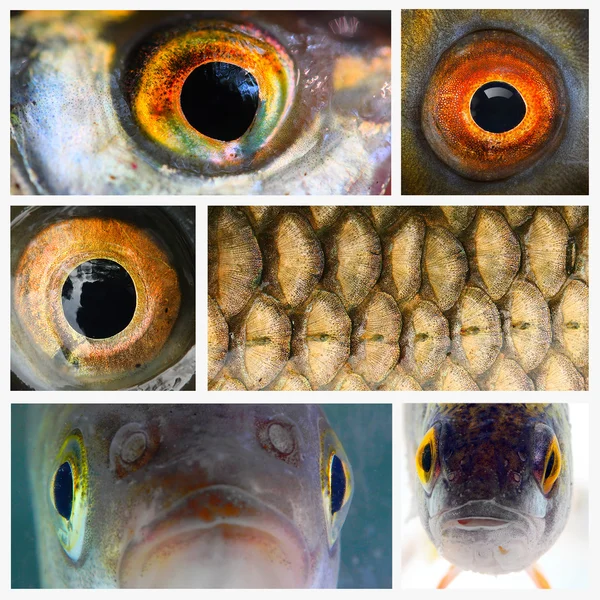 Collage compuesto por imágenes de peces de cerca — Foto de Stock