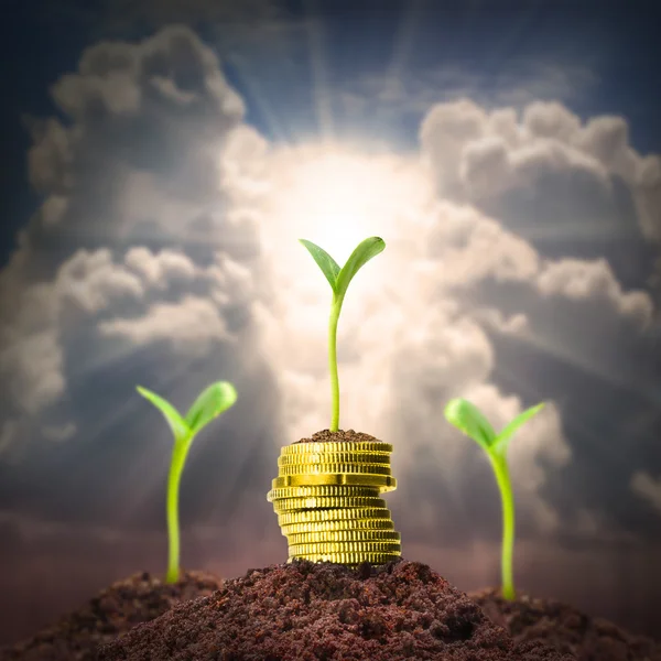 Money growth concept — Stock Photo, Image