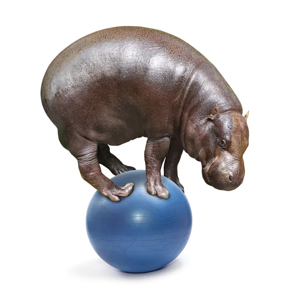 Hippo africain équilibrage sur une boule bleue . — Photo