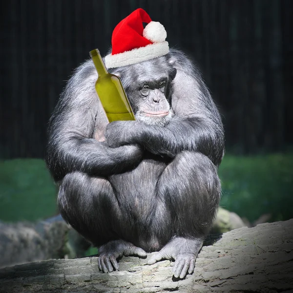 Pijanego szympansa z kaca — Zdjęcie stockowe
